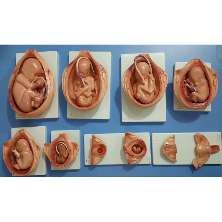 10 Set Development Process with detachable fetus,Fetus growth during pregnancy