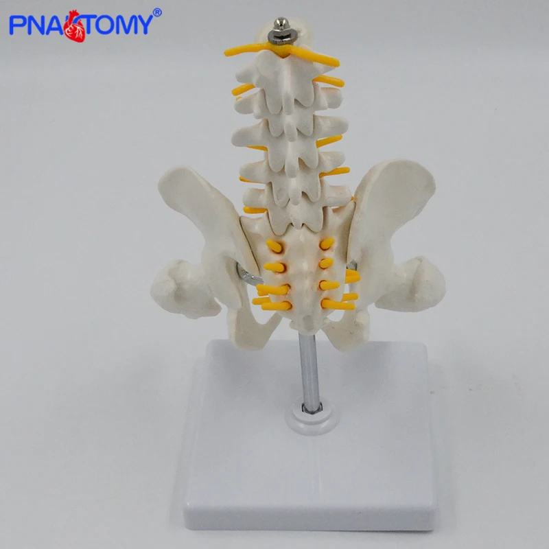 Mini Human Pelvic With Five Lumbar Vertebrae and Femur Model Spinal Column Spine Model Skeleton Anatomy Educational Equipment