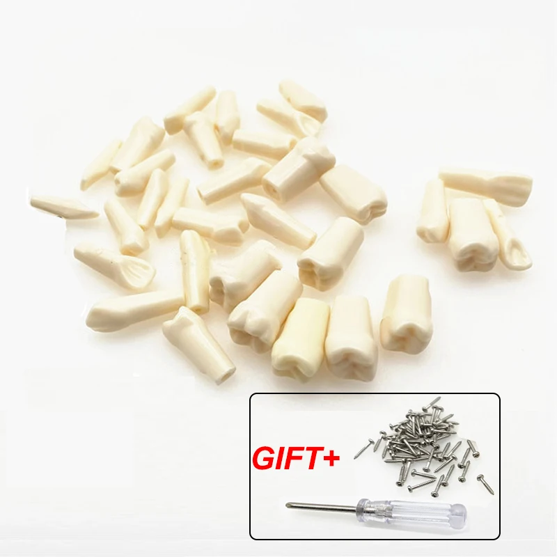 28/32Pcs Teeth Dental Simulation Tooth Grain Resin Simulation Tooth Full Mouth Dental Tools