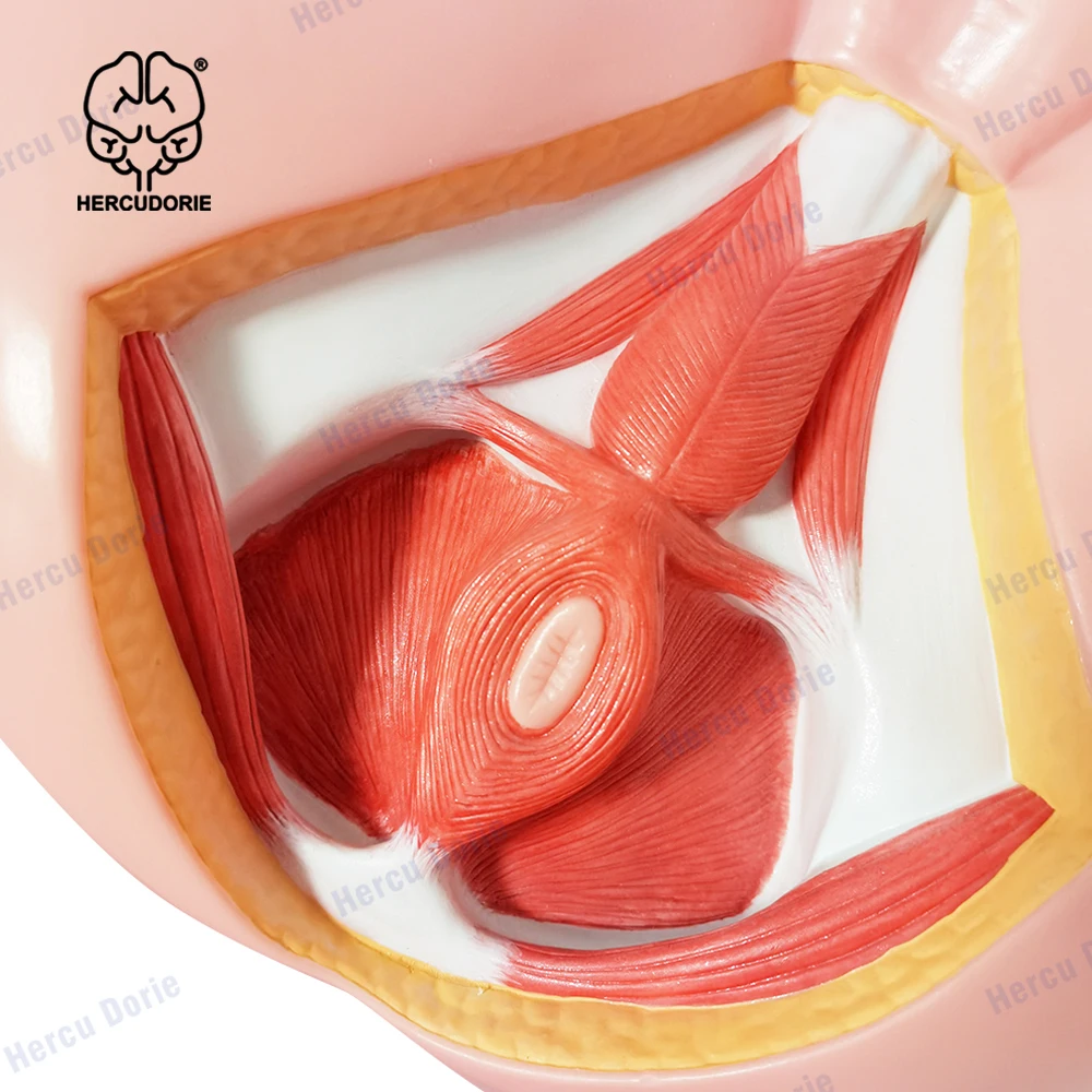 Male Perineal Neurovascular Model, Pelvic Floor Muscle Anatomy Model, Genitourinary Medicine Teaching Model