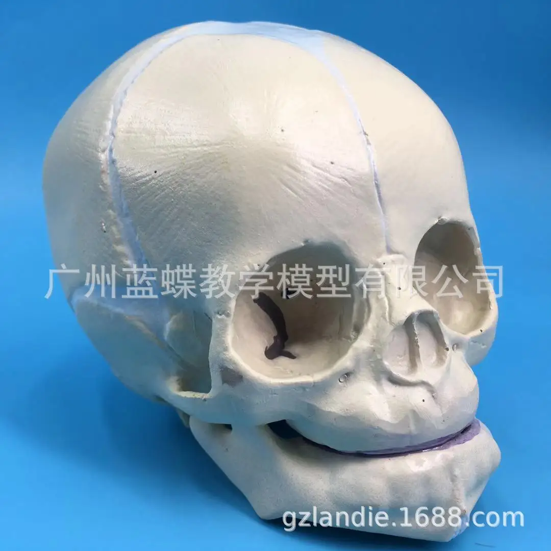 Infant Head Skull Medical Anatomical Model 30-week Fetal Skull Model Child Pathology Study