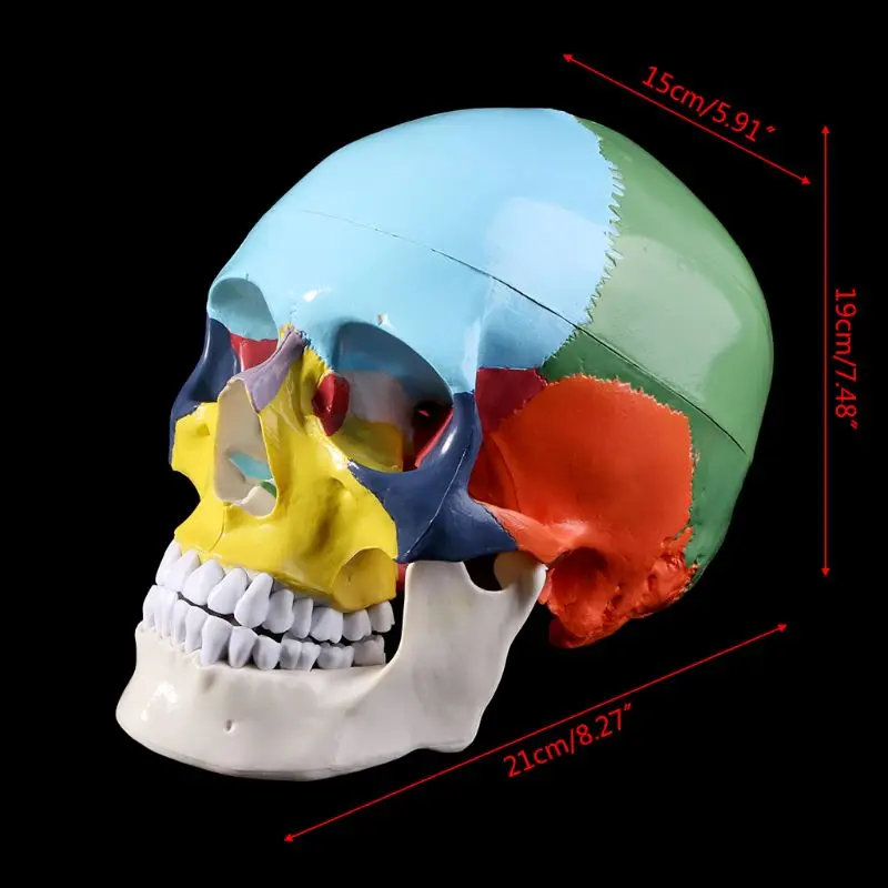 D5QC 실물 크기 다채로운 인간의 두개골 모델 해부학 해부학 교육 해골 머리 공부 교육 용품