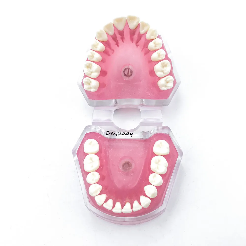Adult Standard Typodont Demonstration Teeth Model #7004 #7008 Dental Study Teach Model