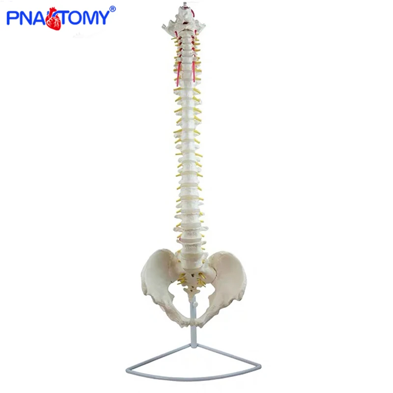 Modelo de columna Vertebral Flexible humana colgante de 85cm, modelo de Anatomía de tamaño real, sacro, coxis, Pelvis, hueso, herramienta anatómica