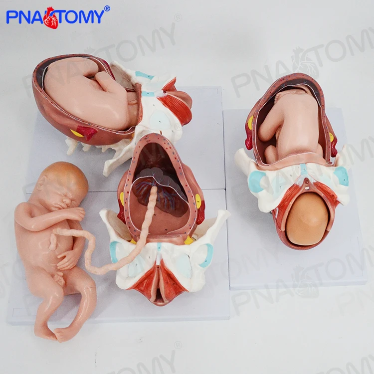 Medical Science Subject and Medical Teaching Manikin , Delivery Model Childbirth Pregnancy Anatomical Model Fetus Development