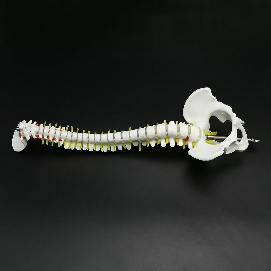 45cm Human Spine with Pelvic Model Anatomical Spine Medical Model with Stand