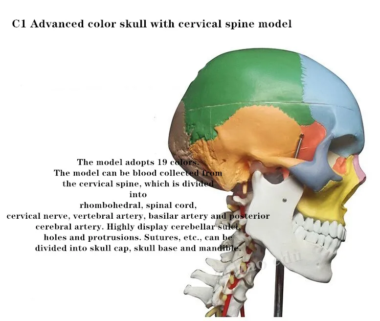 Adult Human Colorful Skull Anatomical Model Skeleton Head Model with Brain and spine