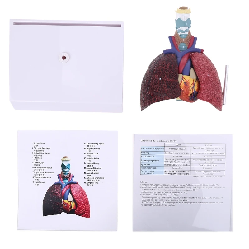 

2022 New Life Size Human Lung Model Anatomical Respiratory System Anatomy for Science Resources Study Display Teaching Too