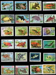 50Pcs/Lot Fish Stamp Topic All Different From Many Countries NO Repeat Postage Stamps with Post Mark for Collecting