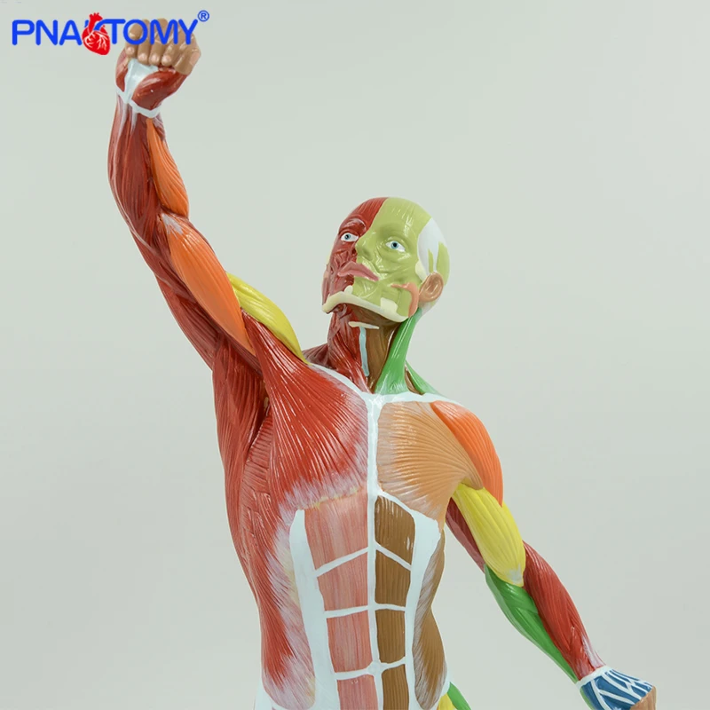 Colored Muscular Figure Model 50cm Height Human Muscle Anatomy Medical Teaching Tool Anatomical Model Educational Equipment