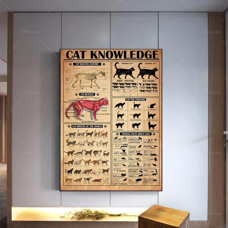 

Cat Poster， Cat Knowledge Art Print Cat Breeds Wall Art, Kitten Guide Home Decor，Facts About Cat Print, Best Gift Ever Wall Art