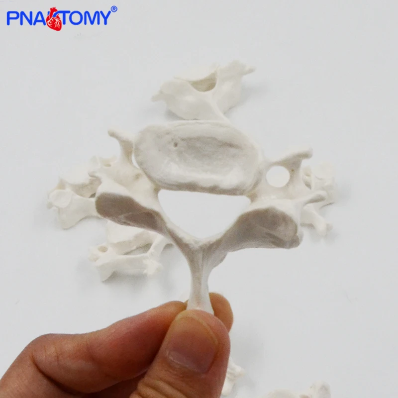 Life Size Human Cervical Vertebrae and Lumbar Vertebra Model Spine Neck Vertebra Lumbalis Skeleton Anatomy Anatomical Model