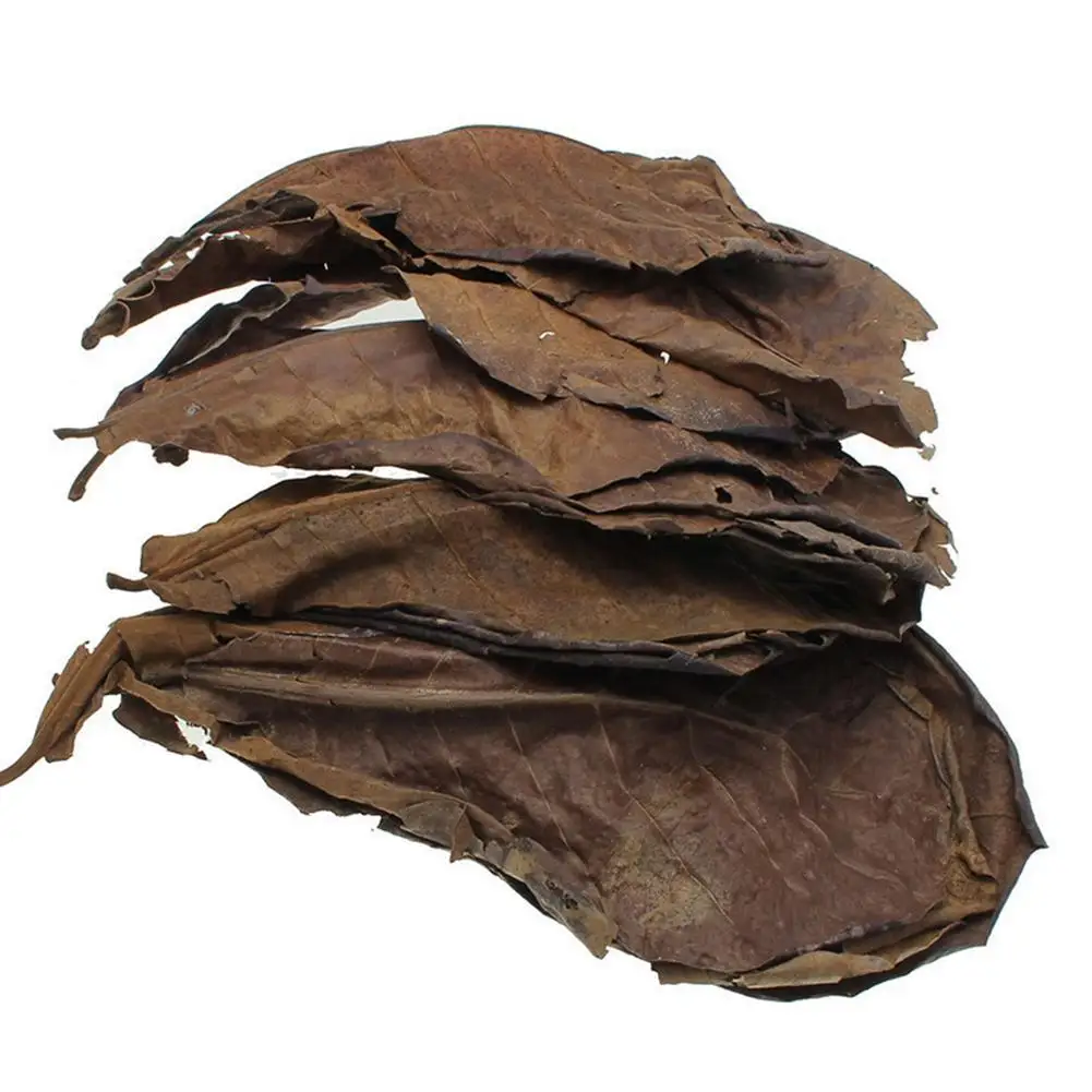 Almond Leaf Natural Terminalia Catappa Leaves Aquarium Decoration Fish Tank Cleaning Tools Water Treatment Aquarium Accessories