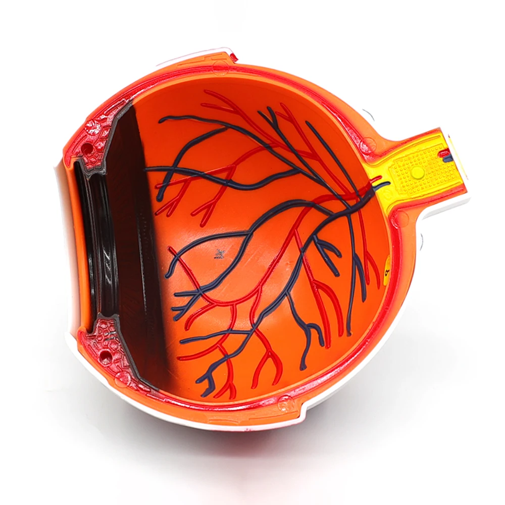 Modelo de globo ocular, modelo anatómico de globo ocular, ayuda para el aprendizaje médico, instrumento de enseñanza, fuentes de enseñanza de las ciencias médicas