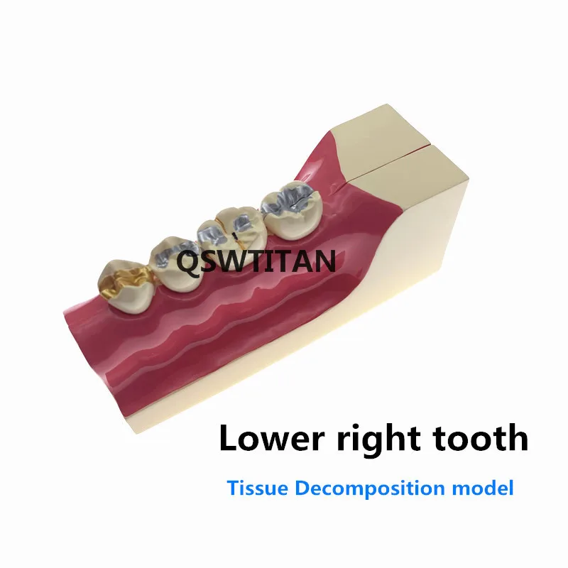 Teeth Anatomy Study Model Molar Cross Section Decomposition model of lower right posterior teeth model