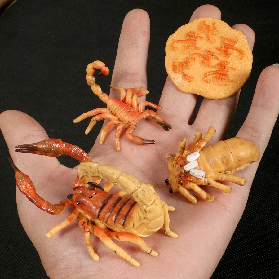 จำลองชีวิต Cycle รุ่น Scorpion,Arthropod สัตว์ Figurine Action Figure Collection Miniature ของเล่นเพื่อการศึกษาเด็ก