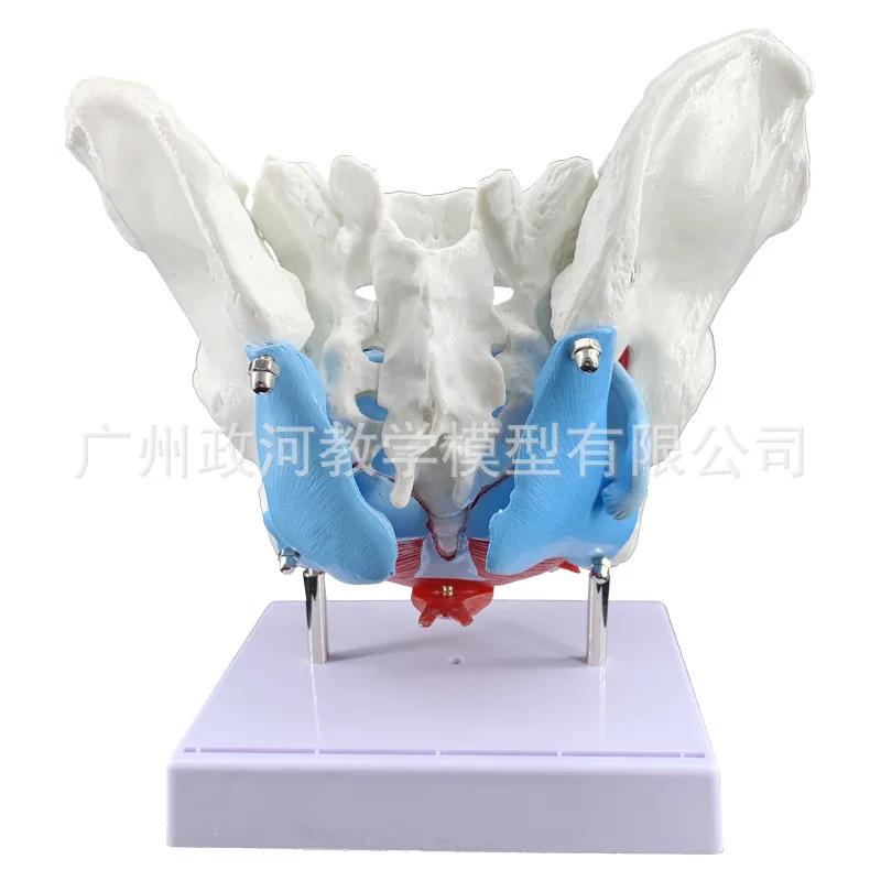 1:1 Life-sized Female Reproductive System Pelvic Floor Muscle Model Human Anatomy Bone Model