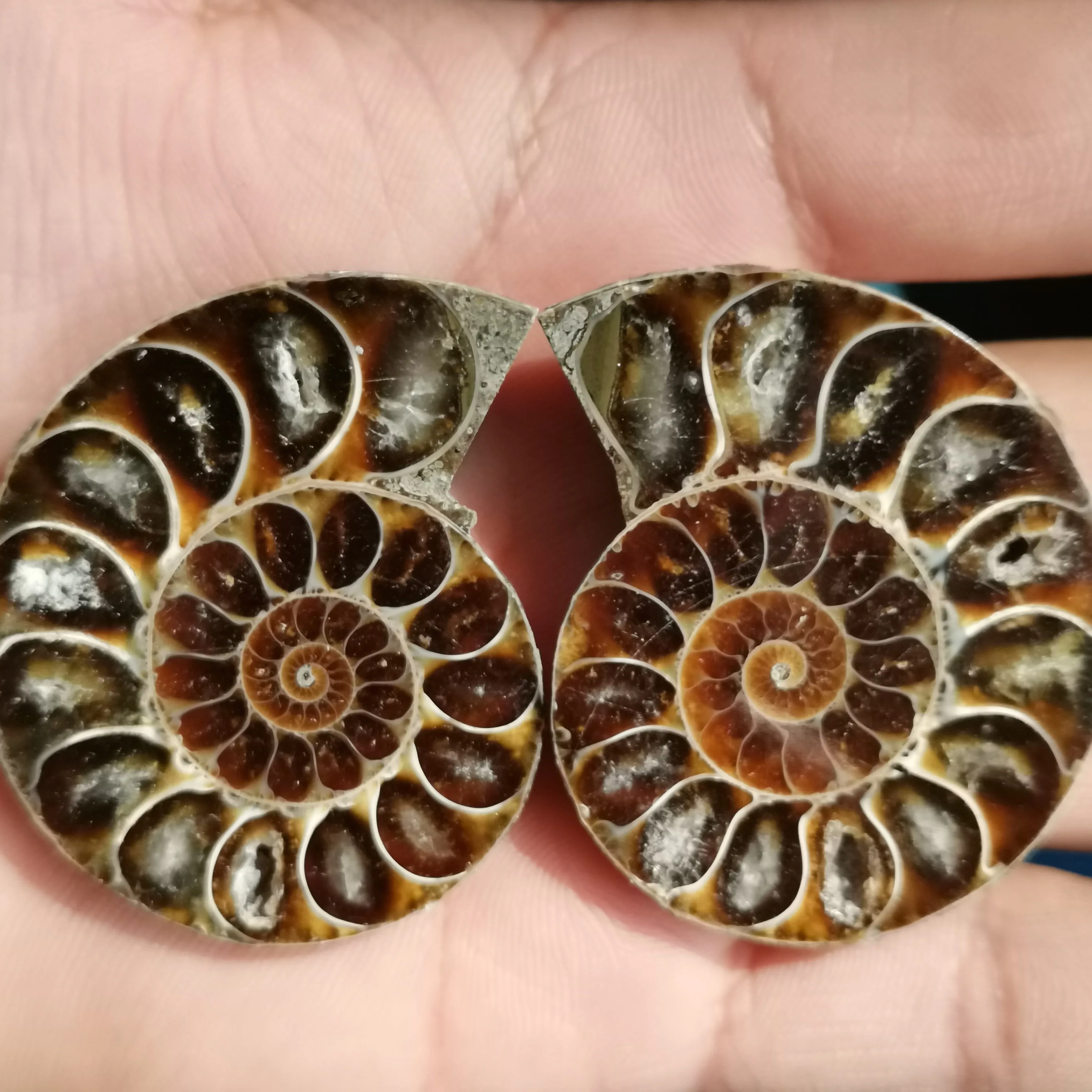 2pcs Natural mineral slices of conch, home decor needs healing