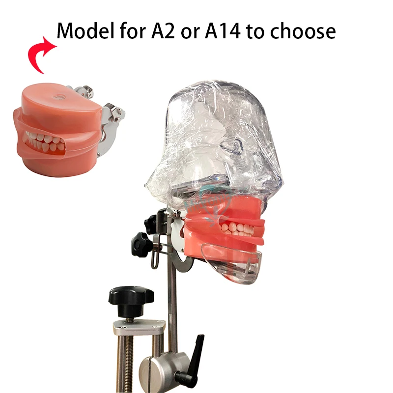 1set Dental simulator manikin phantom head Dental phantom head model with new style bench mount for dentist teaching