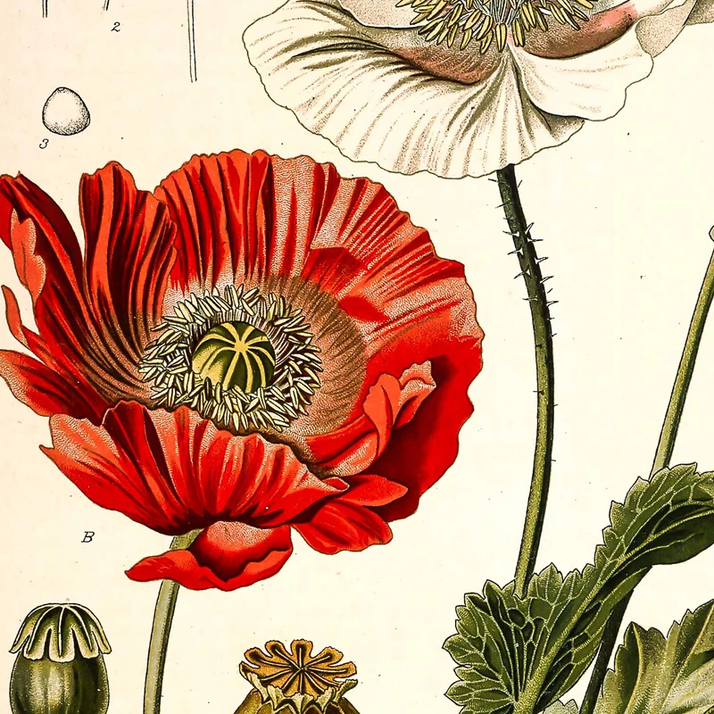 Vintage Botanische Posters en Prints Keuken Muur Foto Koehler's Medicinale Planten Canvas Schilderij voor Woonkamer Home Decor