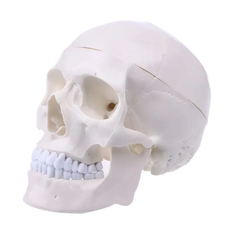 Human Anatomical Anatomy Head Skeleton Skull Teaching Model School Supplies Study Tool Halloween Bar Ornament