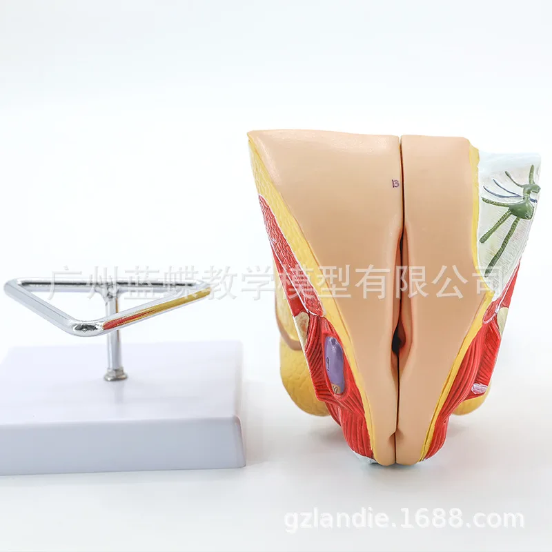 4 Parts 1:1 Life Sized Female Reproductive Anatomy Model Uterus Genitals with Details of The Internal Structure