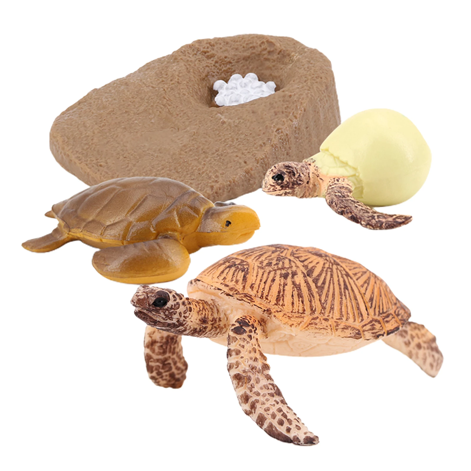 Sea Turtle Life Cycle Model 4 Stage of Growth Kids Education Cognitive Biology Toys