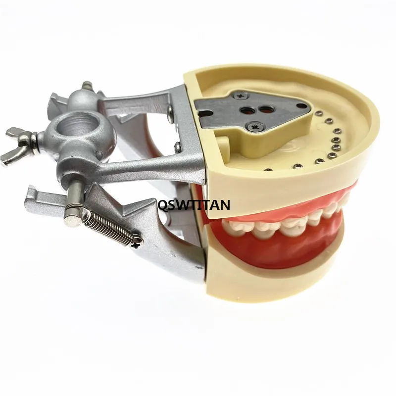 Dental Manikins Phantom Head Model Simulation Training Teeth Model for Dental Teaching