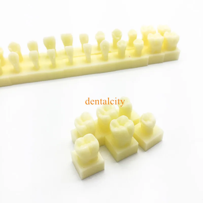 

Tooth teeth Permanent Teeth Model With Base 1 times natural size dental dentist dentistry anatomical anatomy shape model