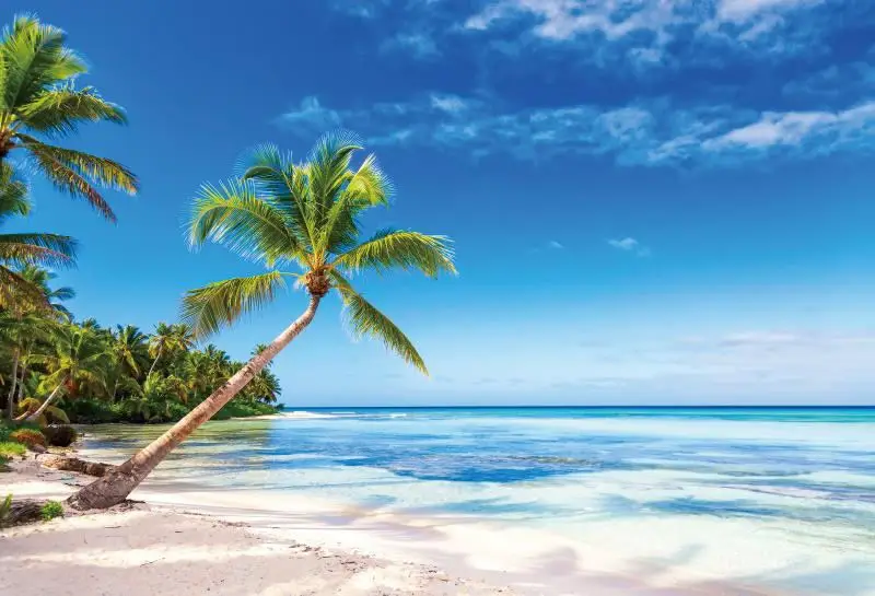 Laeacco Summer Blue Sky Seaside Beach Palms Tree Scenery Photography Backgrounds Custom Photographic Backdrops For Photo Studio image 6