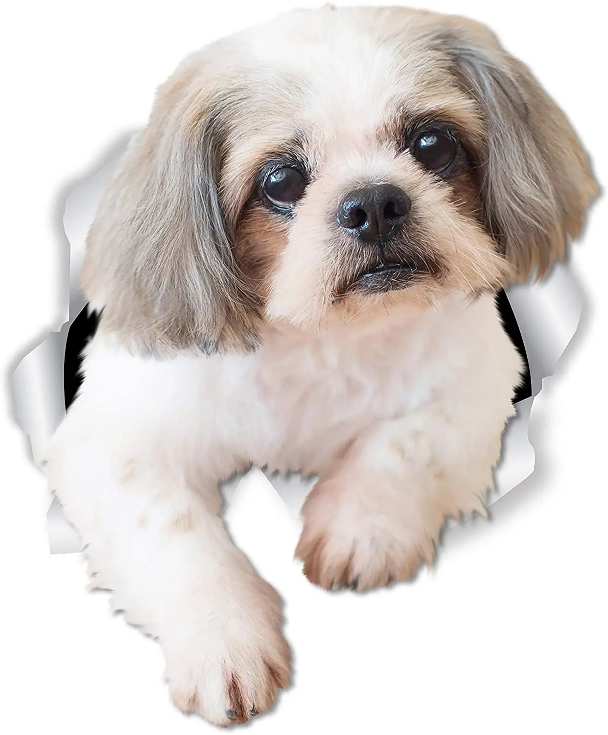 

Dawasaru Lovely Shih Tzu Dog Car Sticker Decoration Cover Scratch Decal Laptop Truck Motorcycle Auto Accessories PVC,12cm*9cm