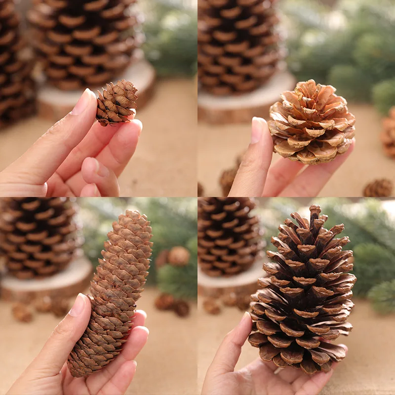 18 to 2cm Natural Pine Cones Christmas Pinecones Fall Halloween Thanksgiving Xmas Wreath Garland Decor Xmas Ornament