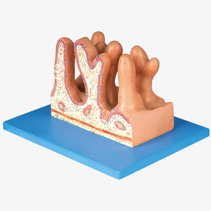 

Internal Surface of Jejunum, Anatomical Model of intestine