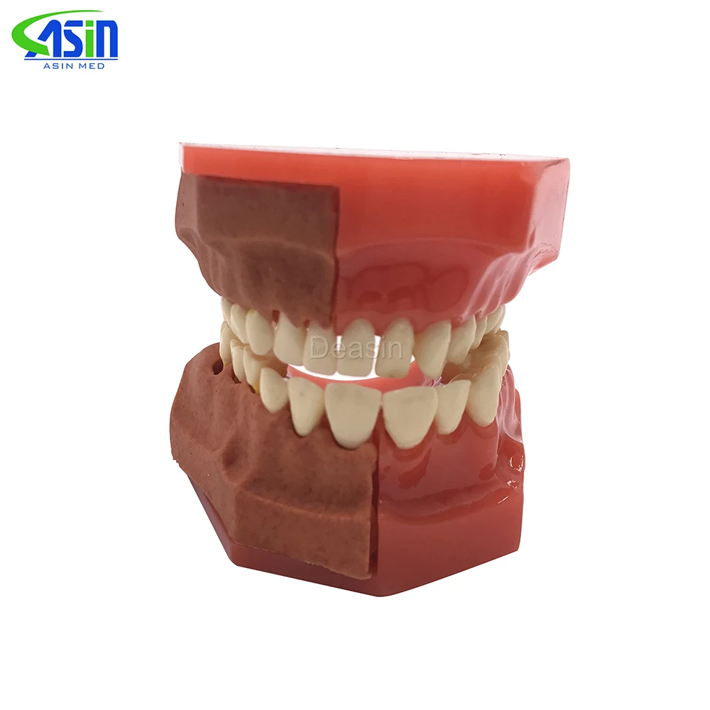 Dental Tooth Teeth Anatomical Anatomy Model Children Dental Model Baby teeth mold