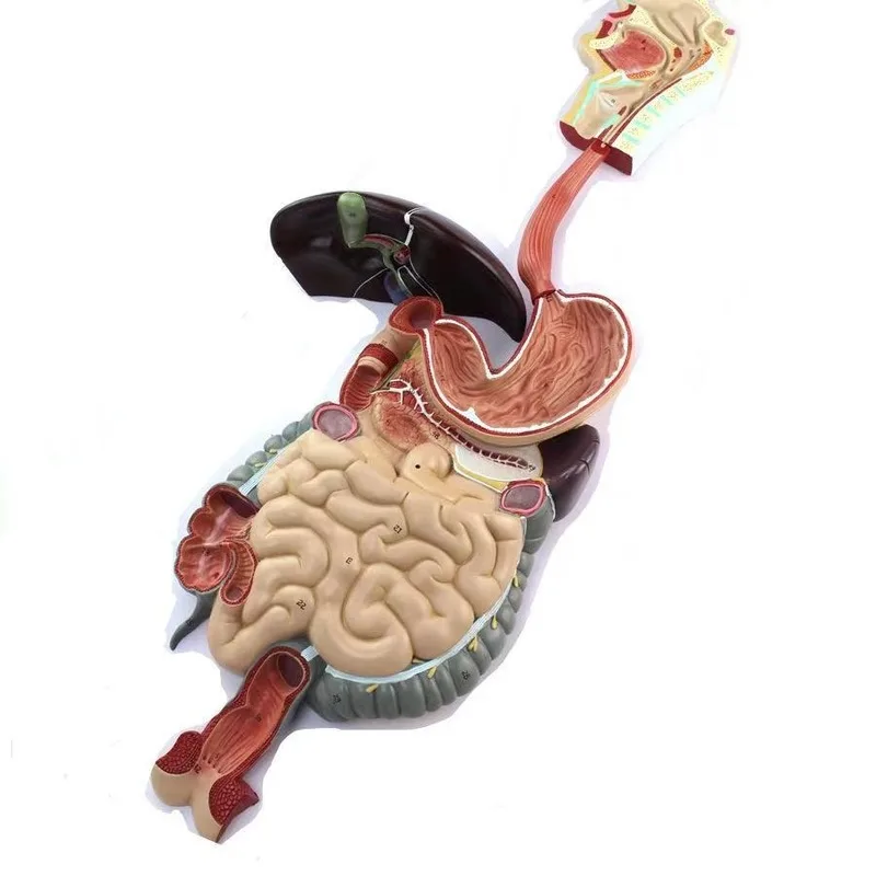 

Digestive system model doctor's office displays lectures for medical students