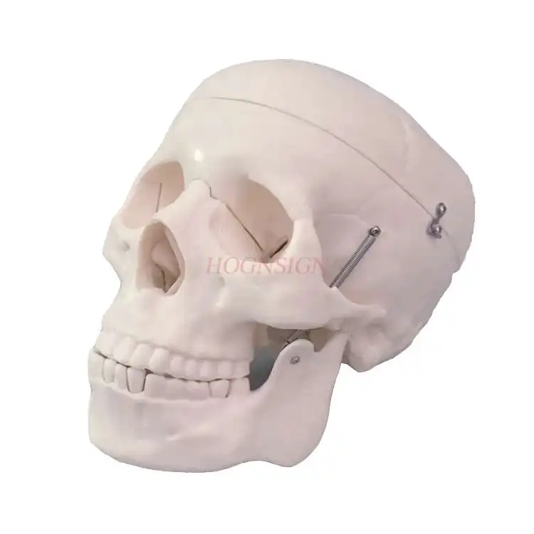 

Skull model natural big skull model 1: 1 human head skeletal structure building skeleton teaching skull medicine