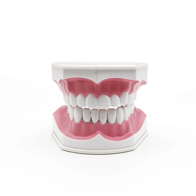 teeth model brush teaching models Removable Lower Teeth,Dental Adult standard oral model,early Educational for kids,tooth models