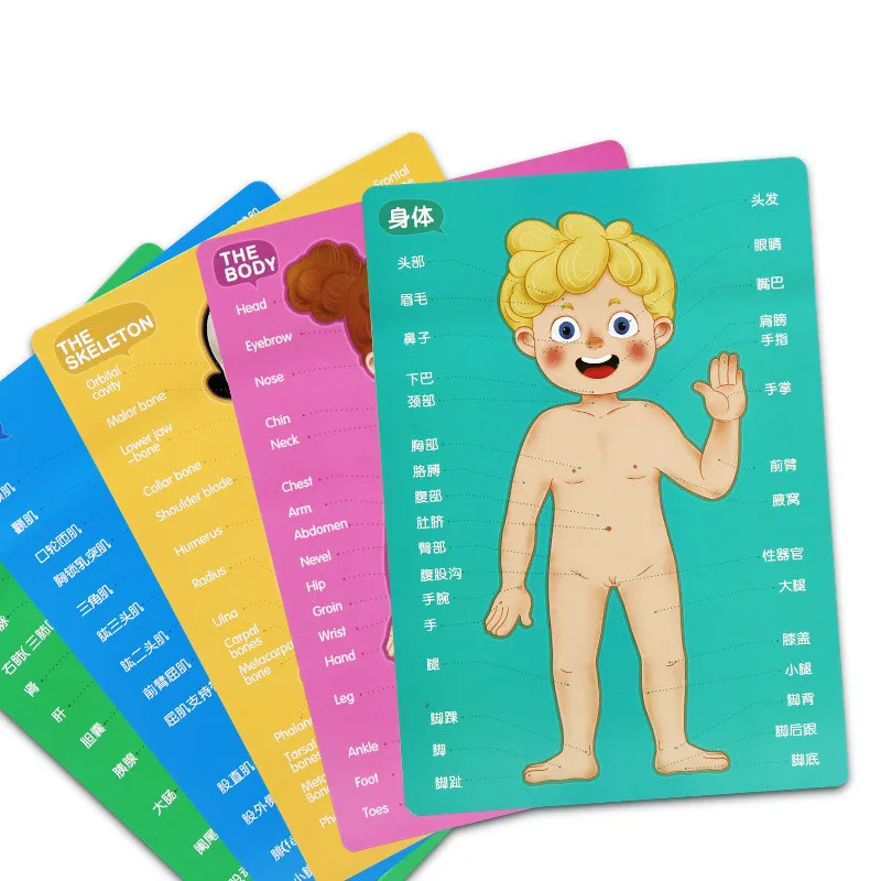 

Body Cognition cards Magnet Puzzle Fun Biology Science Educational Early Learning Toys for Children Birthday Gift