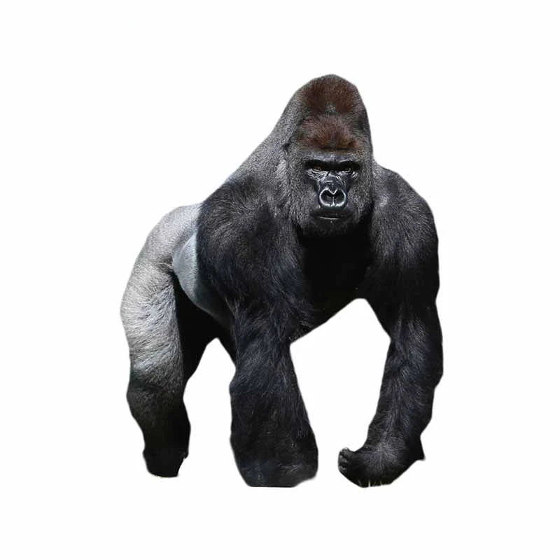 13cm*10cm Personality Gorilla Car Sticke Vinyl Material Waterproof Sunscreen Decoration Street Signs Motorcycle Decals