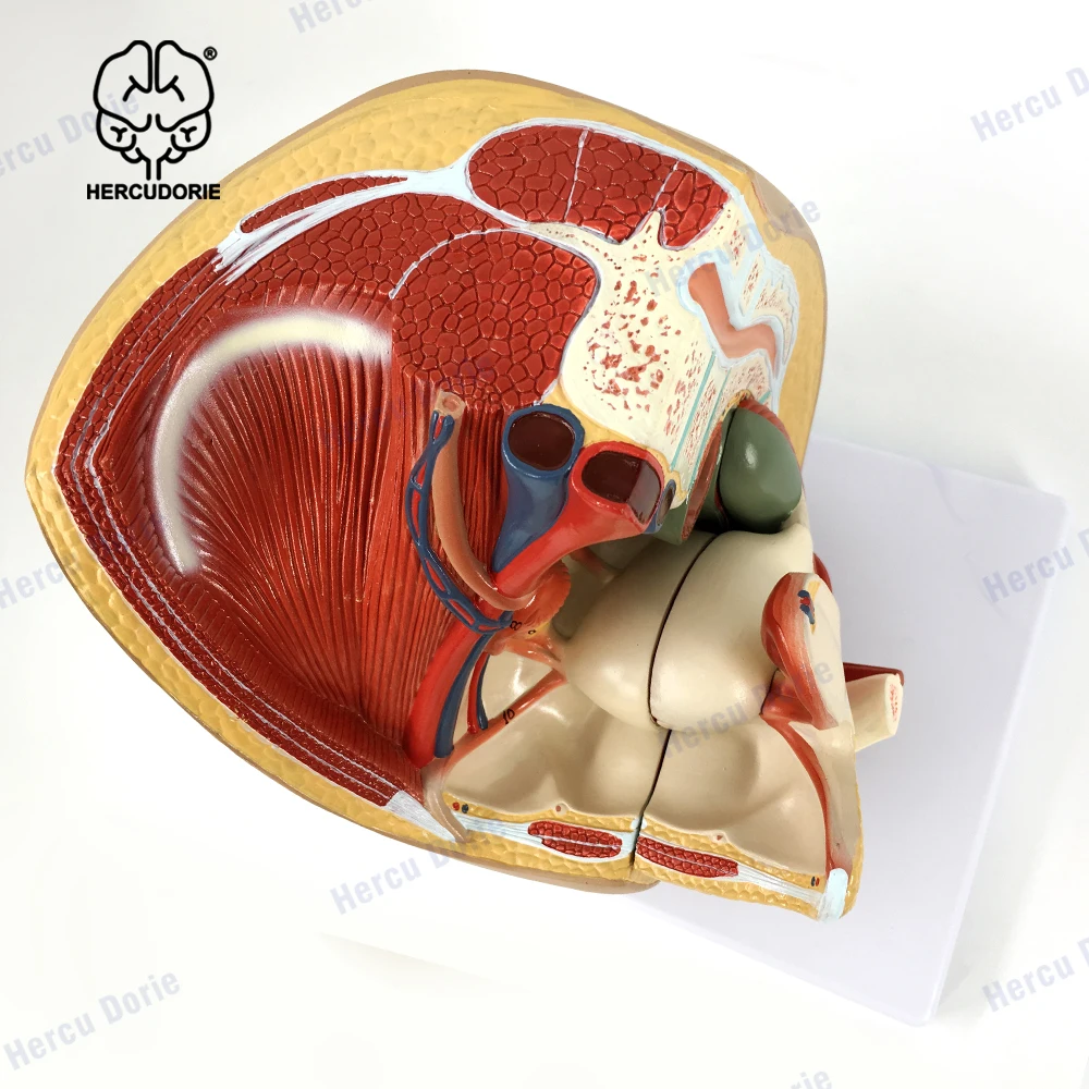 Lifesize PVC 1:1 Human Female Pelvic Cavity Reproductive & Urinary System Median Sagittal Section Model Teaching Display Lab Sup