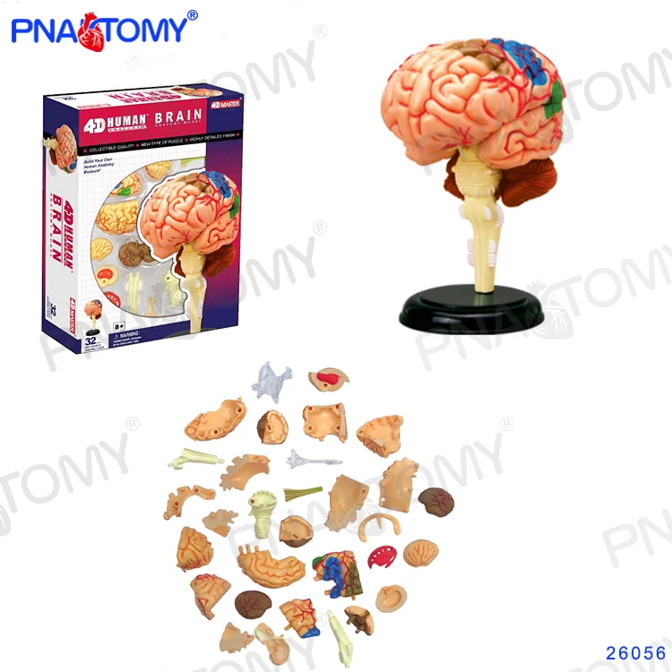 Mini Human Detachable BRAIN MODEL 32 Parts 4D MASTER HUMAN ANATOMICAL MODELS DIY TOYS BODY ANATOMY EDUCATIONAL TOOL