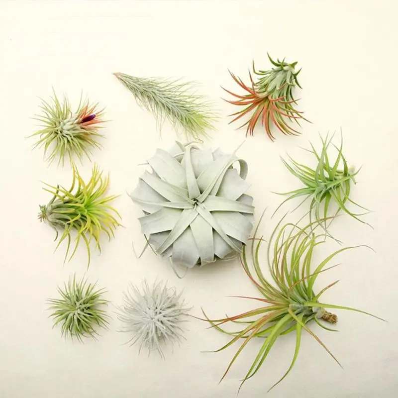 20 Pack Air Plant Stand Container Tillandsia Holder, Stainless Steel Wire Stand Plant Display Racks Silver