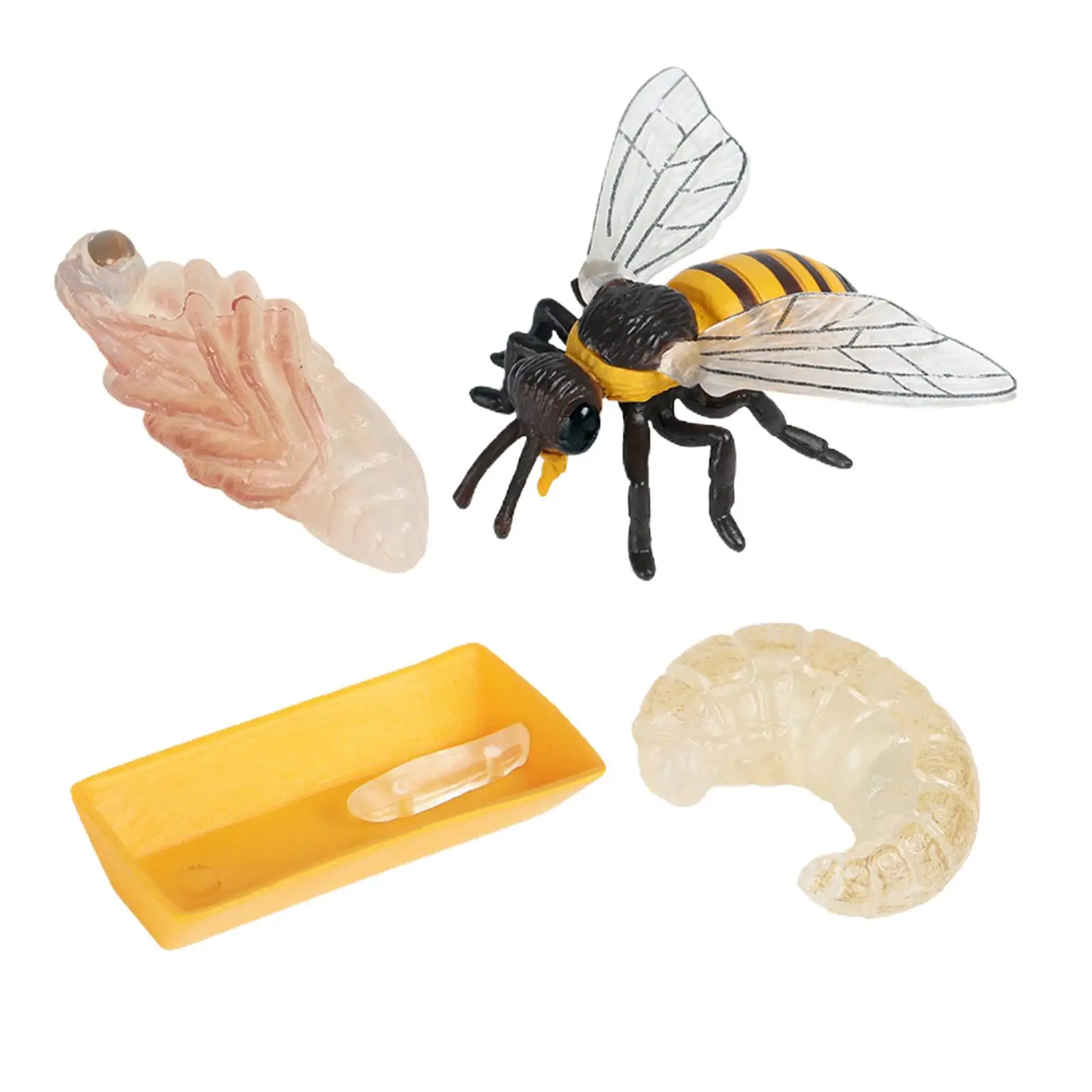 Lot of 4 Nature Bee Growth Cycle Child Education Learning Teaching Toys，Realistic