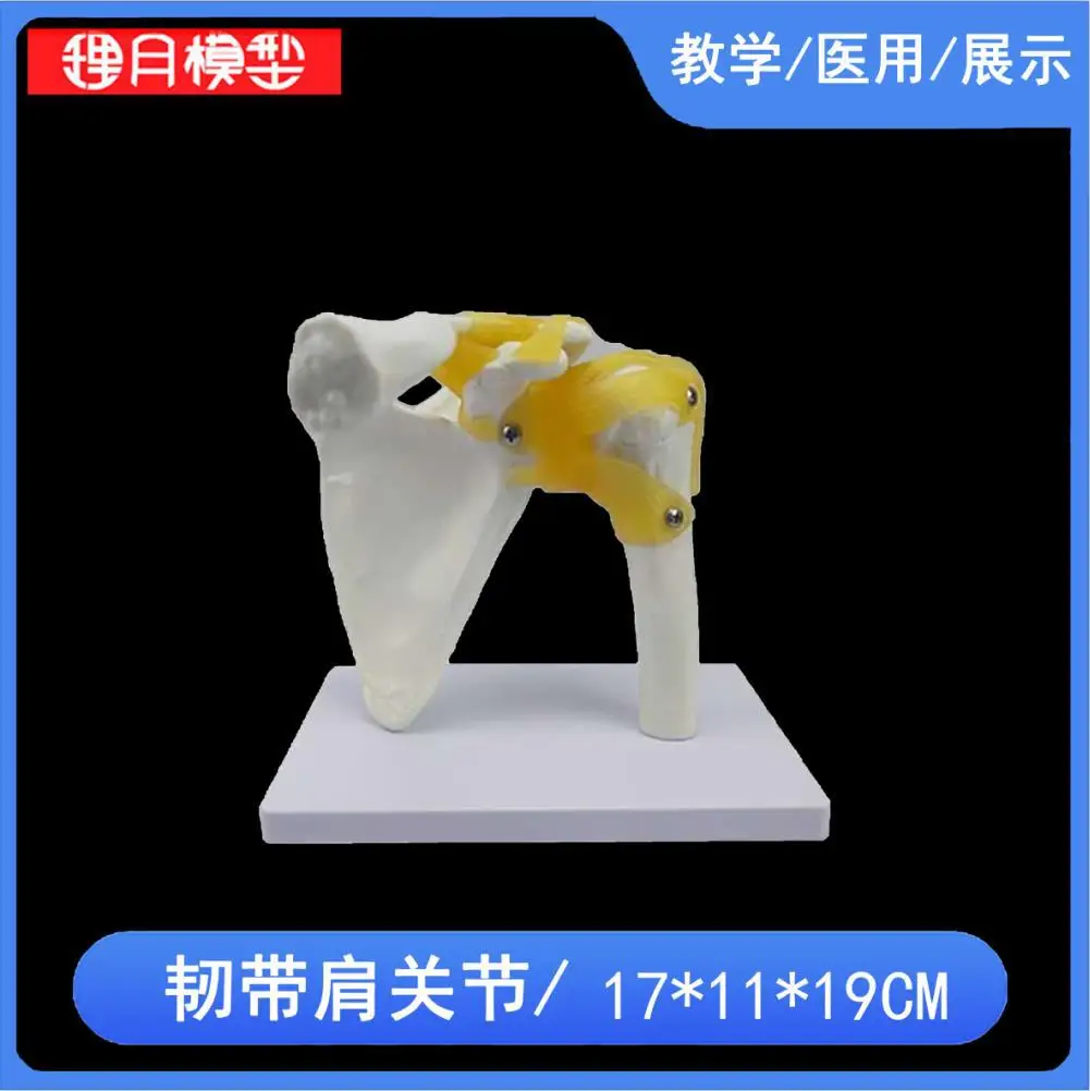 Hand Foot Knee Shoulder Joint Model Ligament Human Anatomy Skeleton Teaching Practice Medical Function Display  Orthopedics