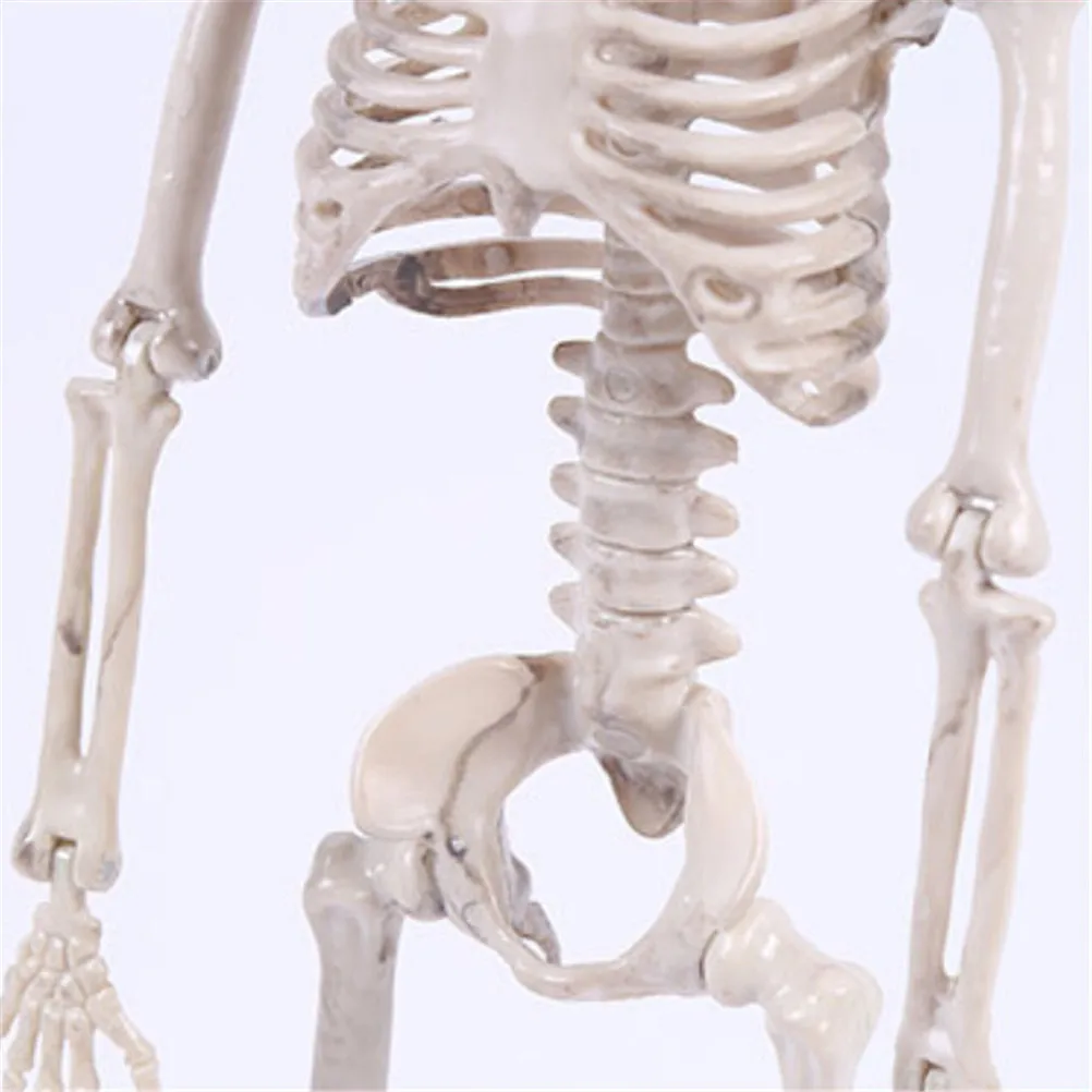 40CM Skeleton Model Wholesale Learn Aid Anatomy art sketch Halloween Flexible Human Anatomical Anatomy bone