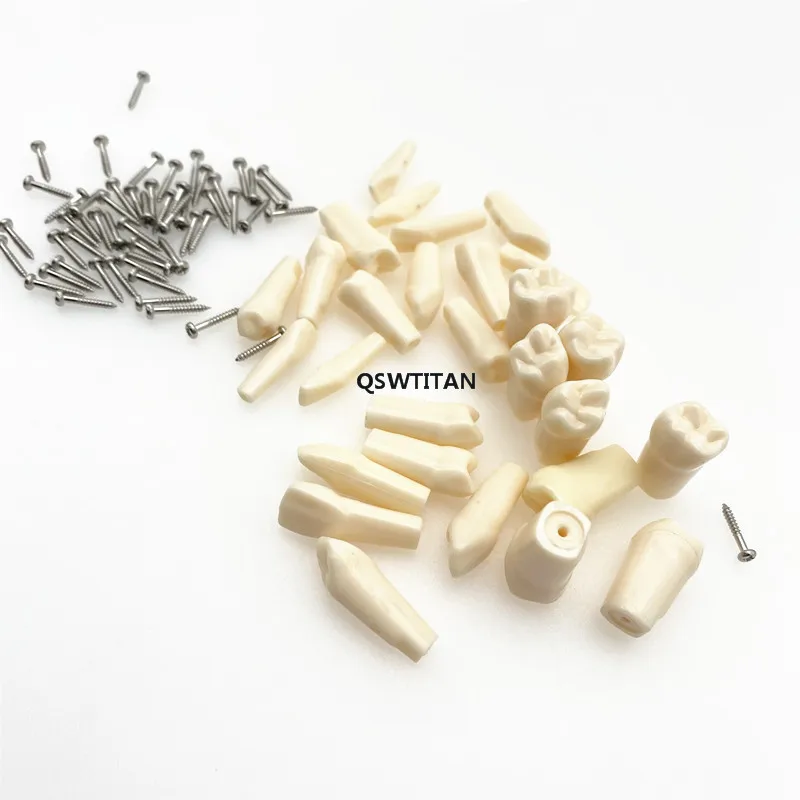 Dental Resin Tooth Model Compatibly Nissin brand Teeth Teaching Model Replaceable teeth