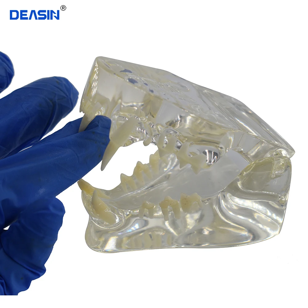 

Transparent Cat Dental Skeleton Model Pet Dental Animal Model Pet Veterinary Instruction Cat Tooth Medical Display Models