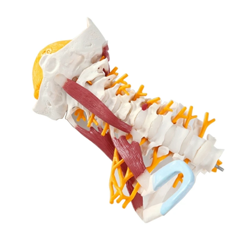 1:1 Life Size Cervical Vertebrae Vertebral Body Cervical Spine Nerve Model Human Anatomy Spinal Cord Cervical Vertebrae Skeleton