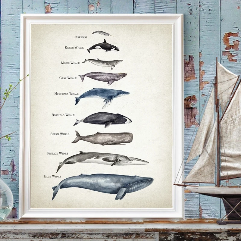 Whales Size Comparison Chart Prints Whale Watercolor Child Educational Posters Nursery Wall Art Pictures Kids Room Decoration