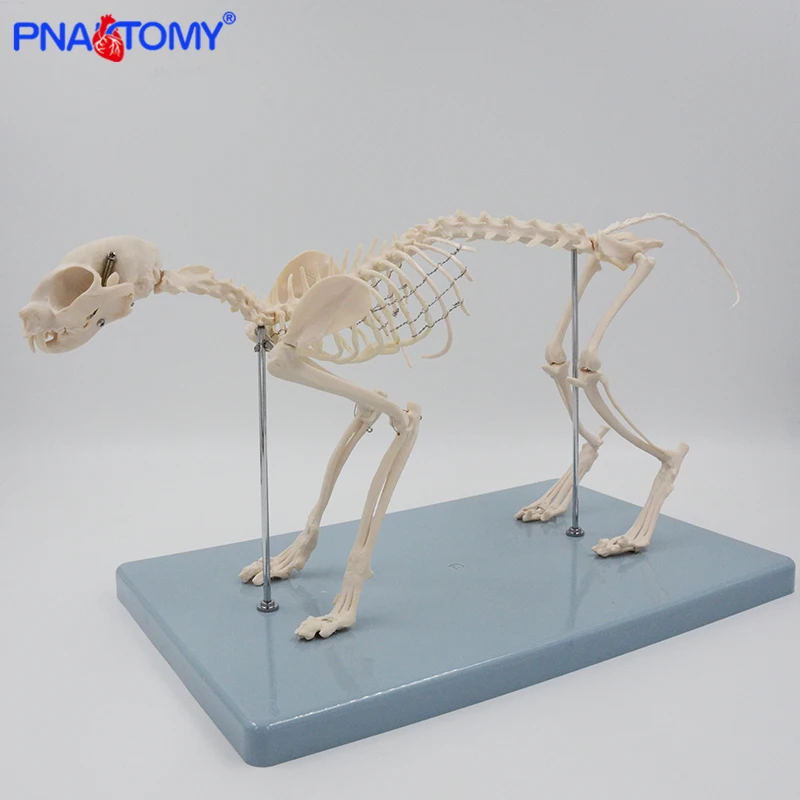 Dog Skeleton Model Canine Skeletal System Feline Skull Hip Bone Cat Anatomical Model Pet Anatomy Tool Educational Equipment